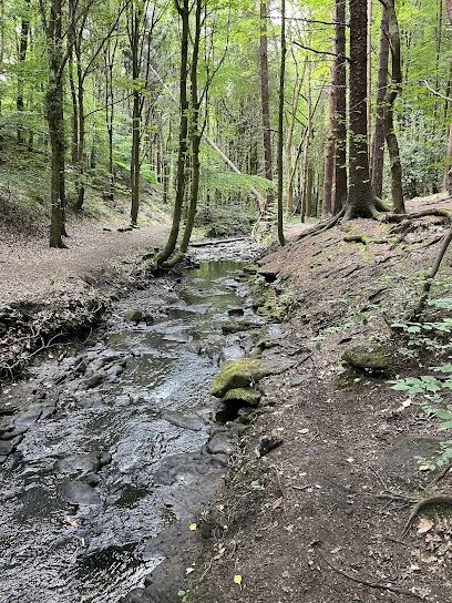 Esholt Woods